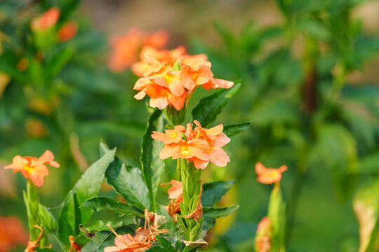 橙色开花植物十字爵床
