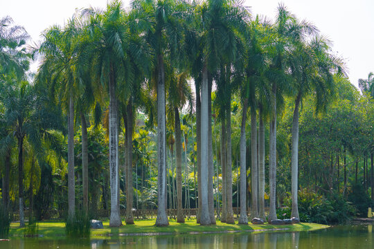 中科植物园里的园林树木景观