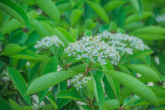 火棘开花