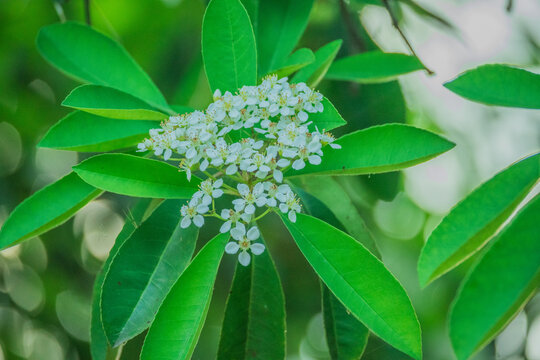 火棘小白花