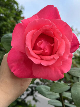 大粉红玫瑰
