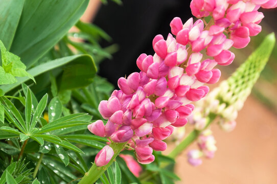 春天植物园盛开的鲁冰花