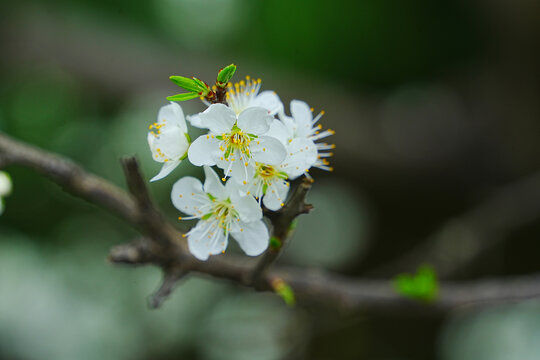 李花