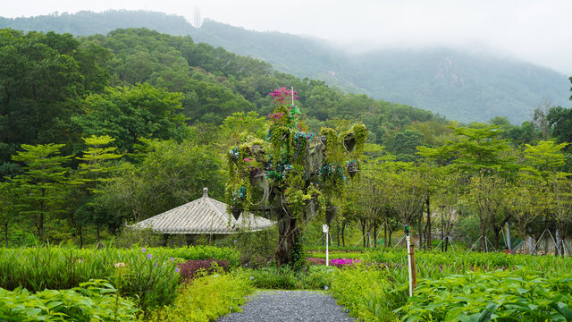 深圳簕杜鹃谷风景