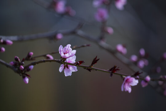 桃花