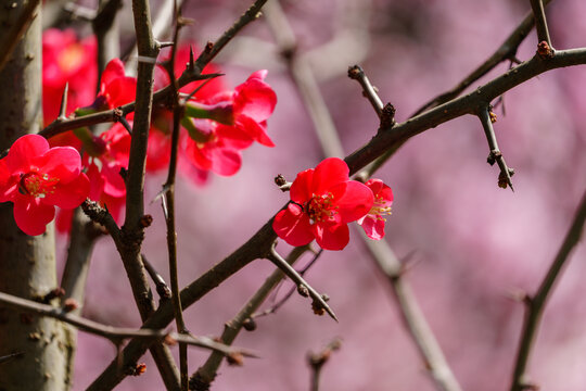 红色开花植物贴梗海棠