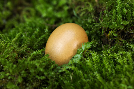 草地上的鸡蛋
