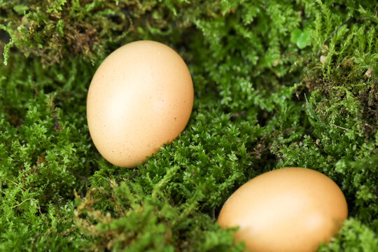 草地上的鸡蛋