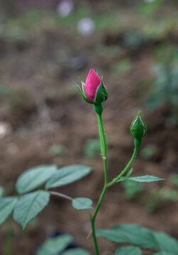 粉红色月季花蕾