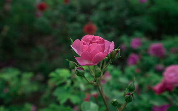 月季花侧拍