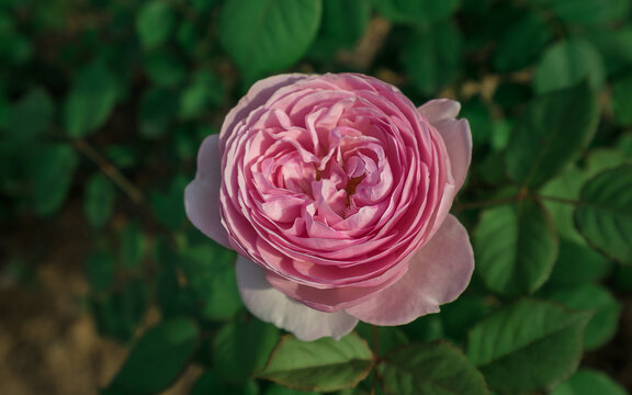 月季花