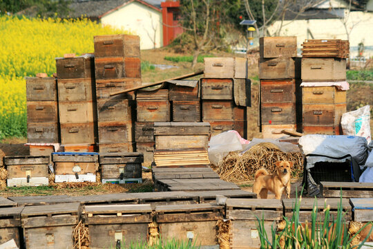 乡村养蜂场