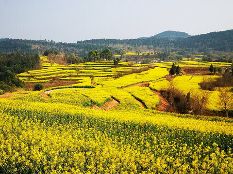 山区油菜花