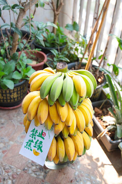 水培香蕉带杆香蕉