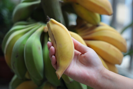 水培香蕉带杆香蕉