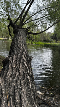 河边老树