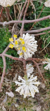 结香花