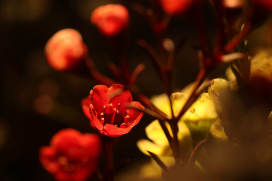 红色腊梅单花