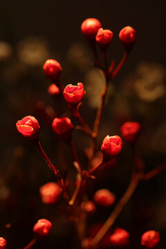 红色腊梅花苞多花