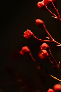 红色腊梅花苞