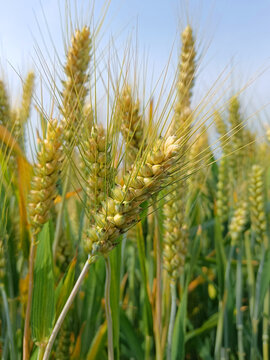 即将成熟的小麦