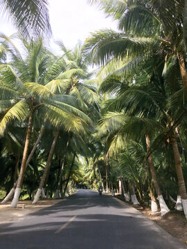 椰树大道