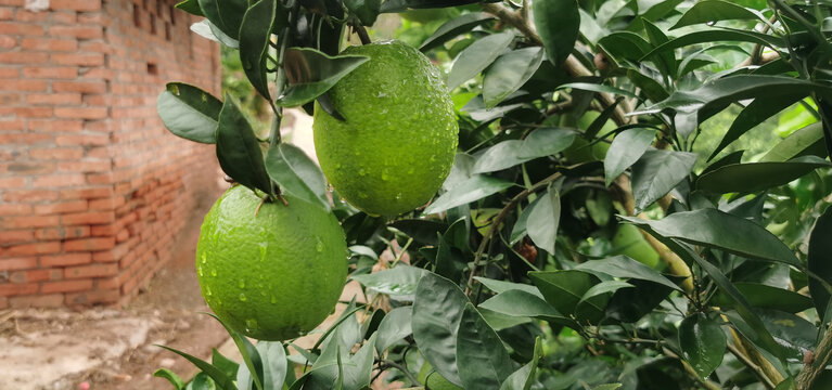 枝头上的青皮脐橙