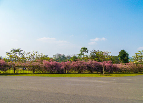 西双版纳热带植物园