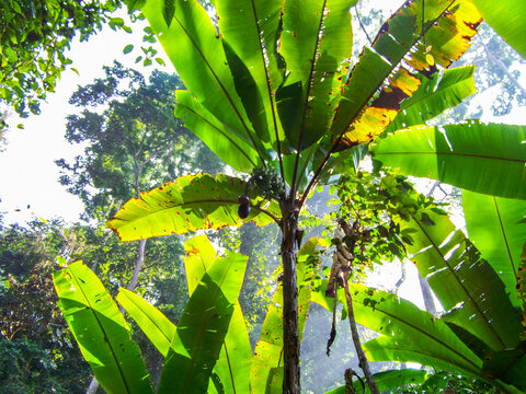 野生香蕉树