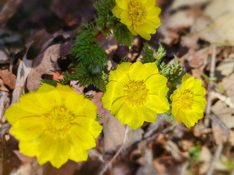 辽吉侧金盏花