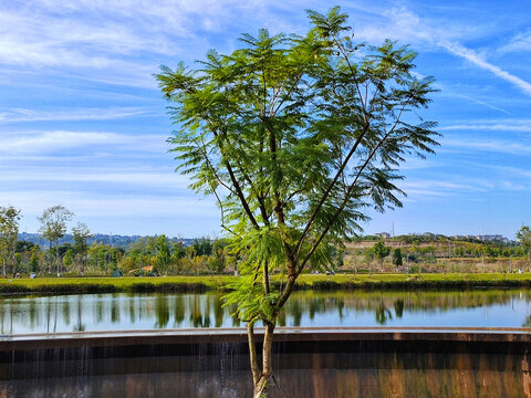 自贡宜昆河公园水边树