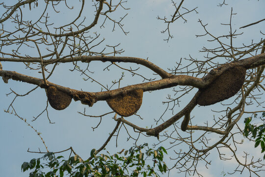 树干上马蜂的蜂巢