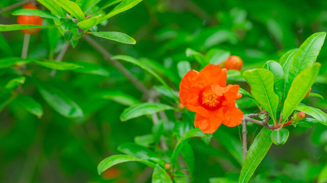 石榴花开