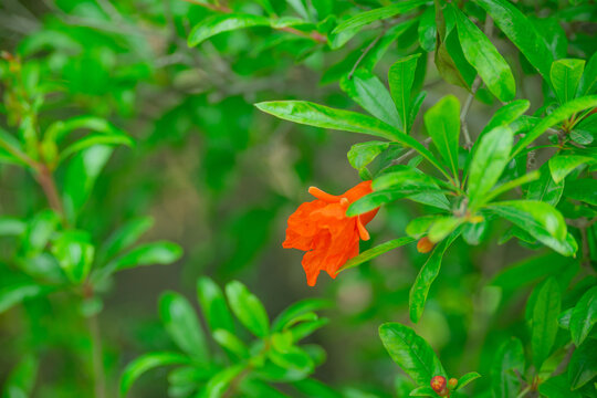 红色石榴花