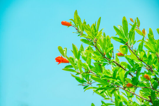 枝头石榴花