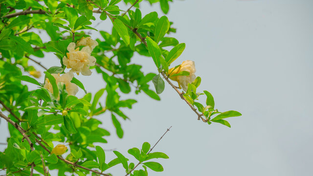 黄色石榴花