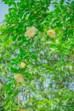 黄色石榴花