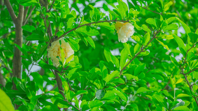 黄色石榴花