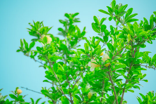 淡黄色石榴花