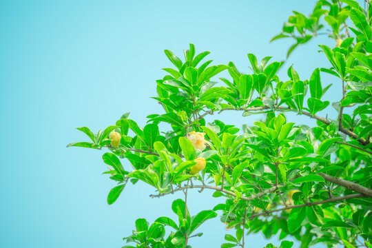 淡黄色石榴花