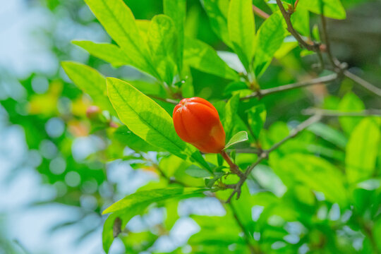 枝头石榴花苞