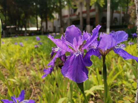 鸢尾花蝴蝶兰