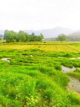 黄山宏村田间草地