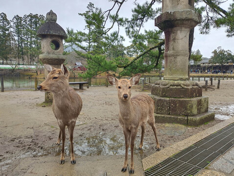 日本奈良梅花鹿