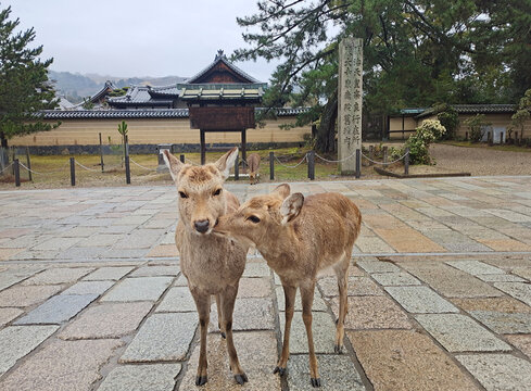 日本奈良梅花鹿