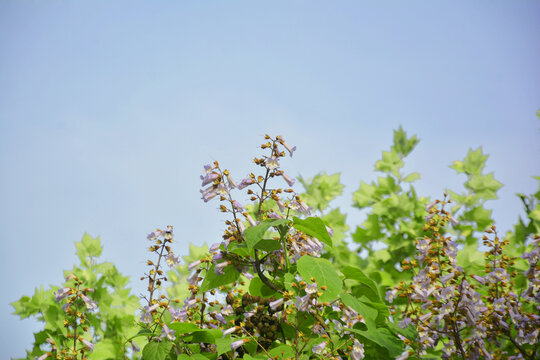 清新泡桐花