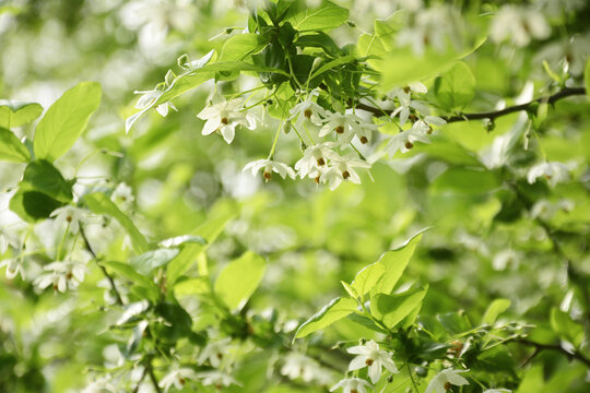 秤砣树开花