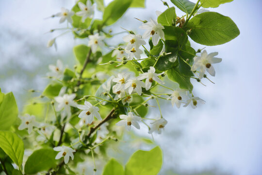 秤锤花