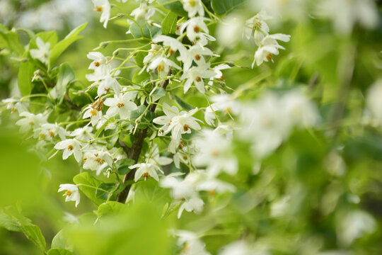 秤锤树开花