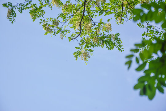 仰望清新花枝